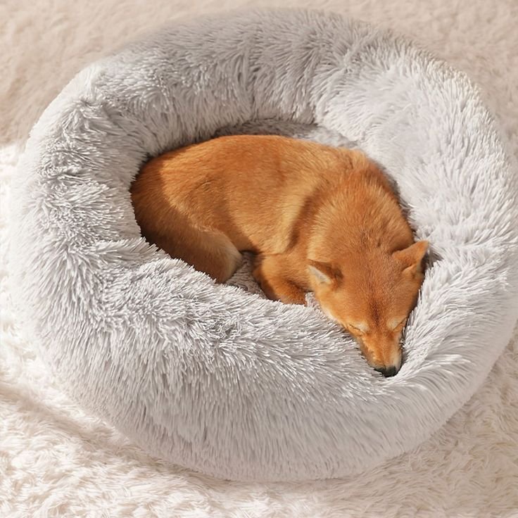 Dog Bed