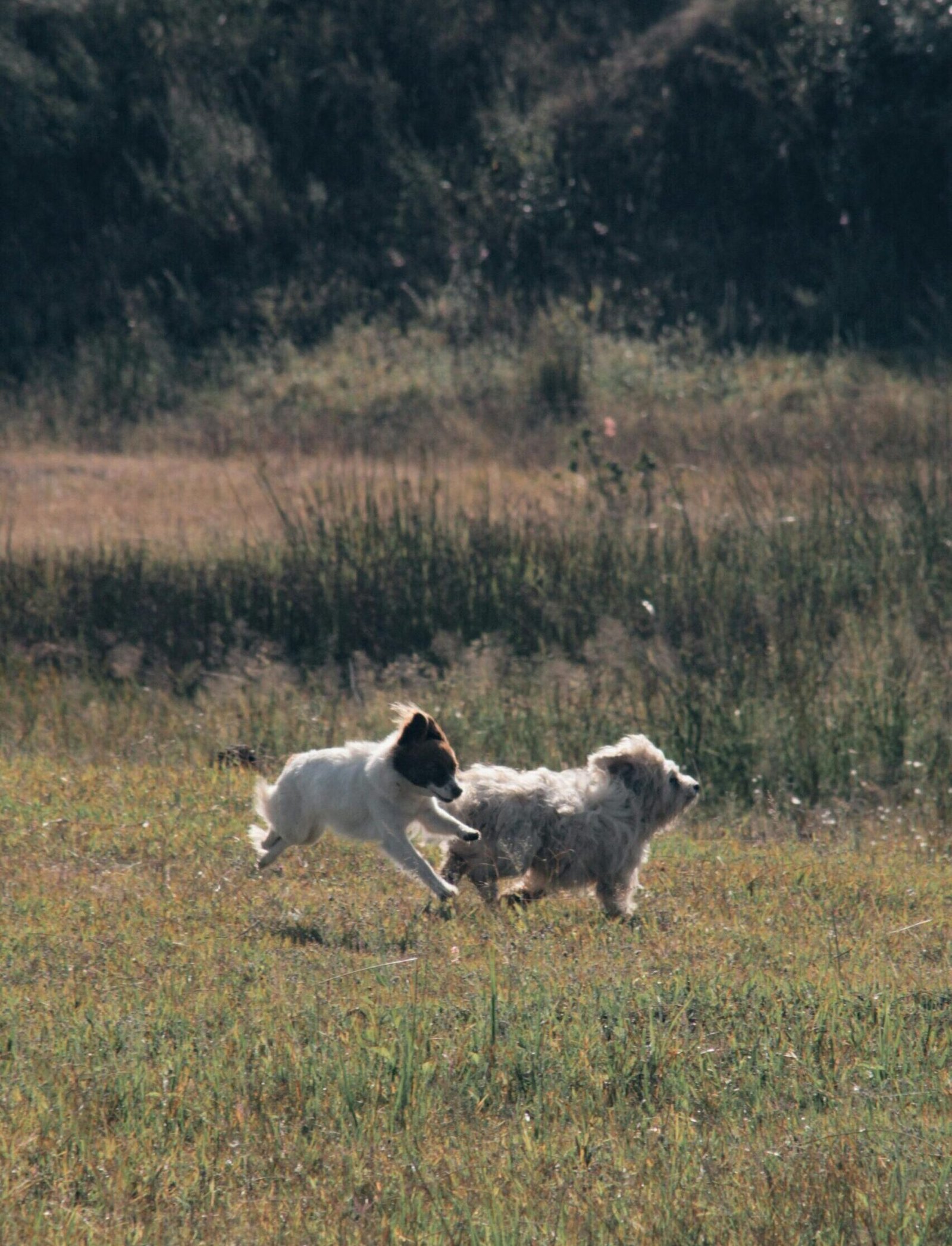 Dogs