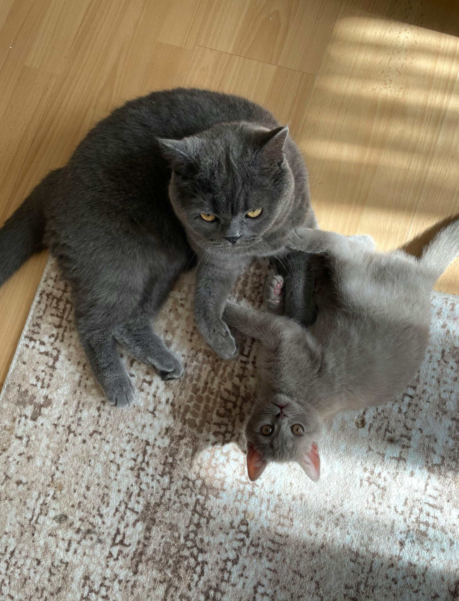 Cats