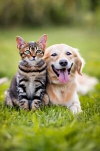 senior pet care