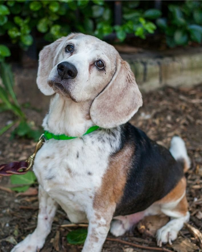 senior-pet-care-guide