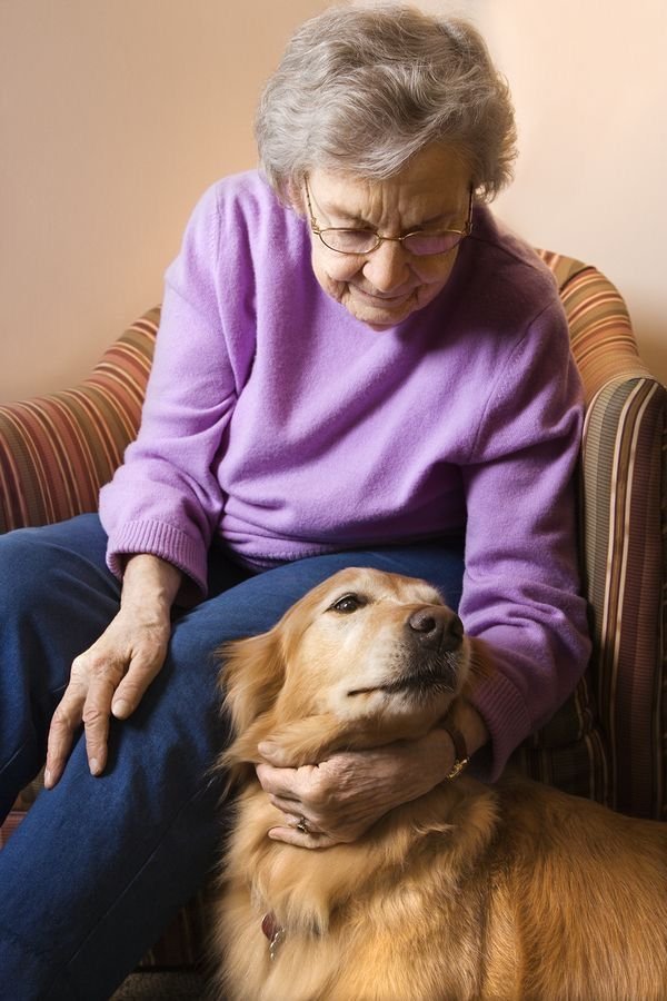 senior pet comfort